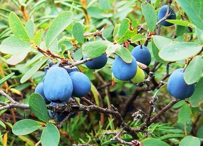 Голубика (Vaccinium uliginosum), или гонобобель, дурника 