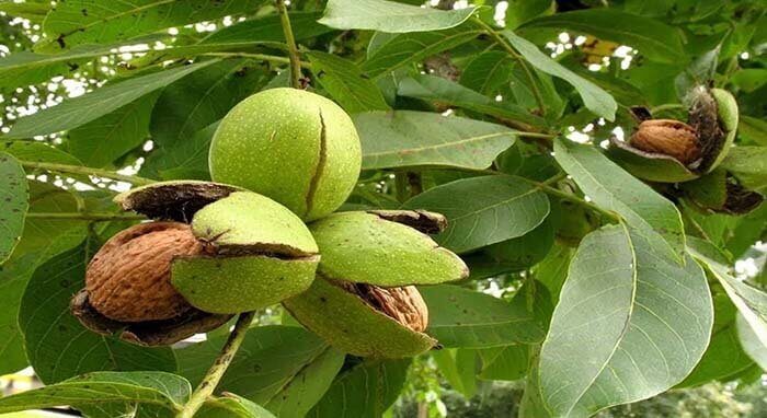 Грецкий орех (Juglans regia), или волошский орех 