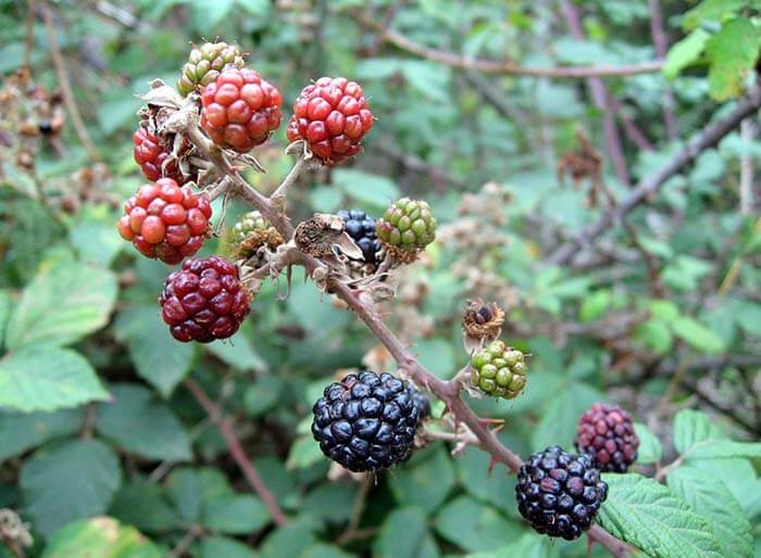 Ежевика (Rubus) 