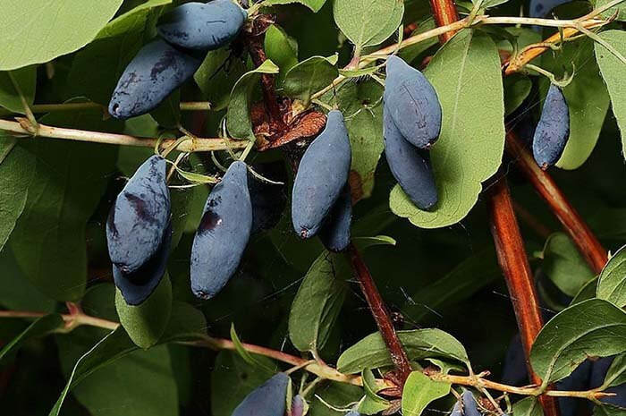 Жимолость съедобная (Lonicera edulis) 