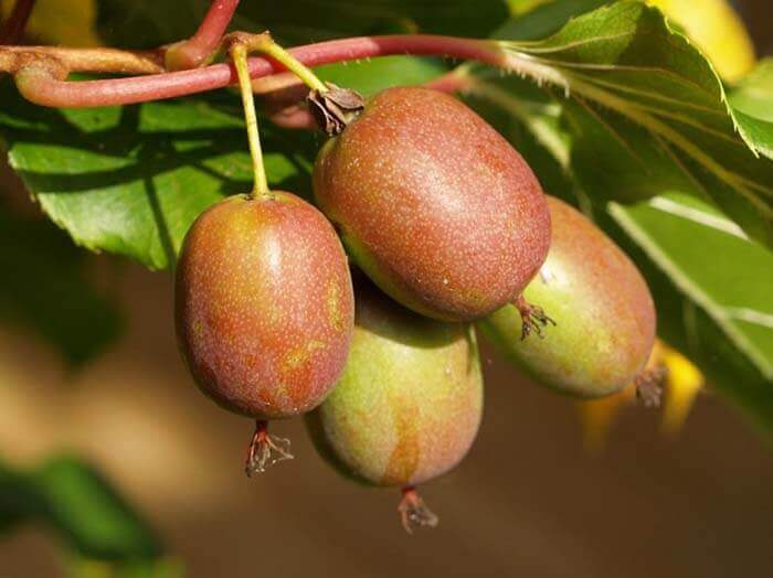 Актинидия (Actinidia) 