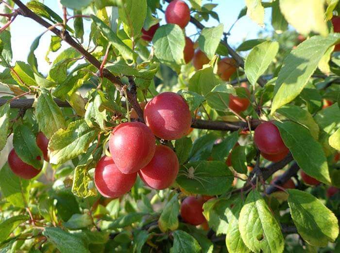 Алыча (Prunus cerasifera), или ткемали