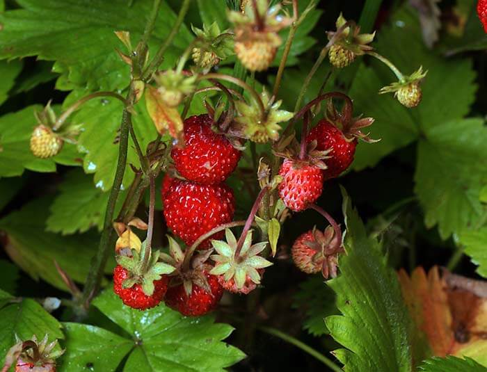 Земляника (Fragaria) 