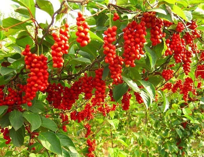 Лимонник китайский (Schizandra chinensis), или шизандра 