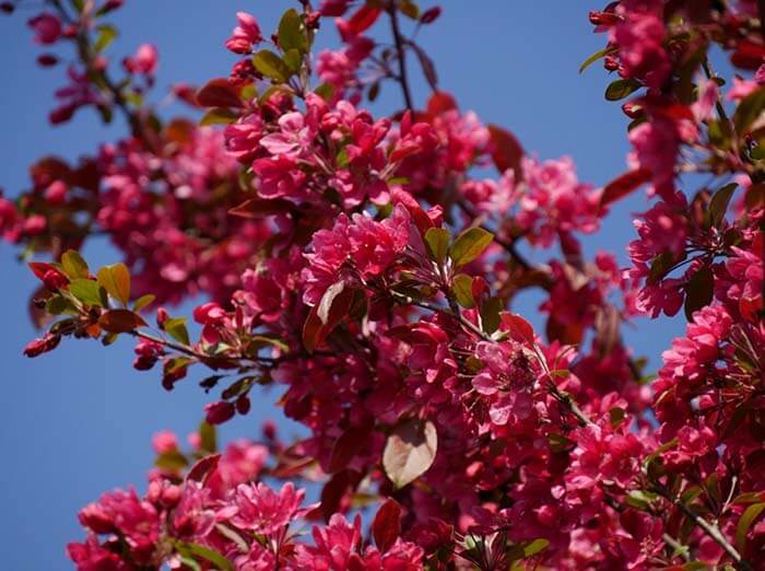 Яблоня (Malus) 