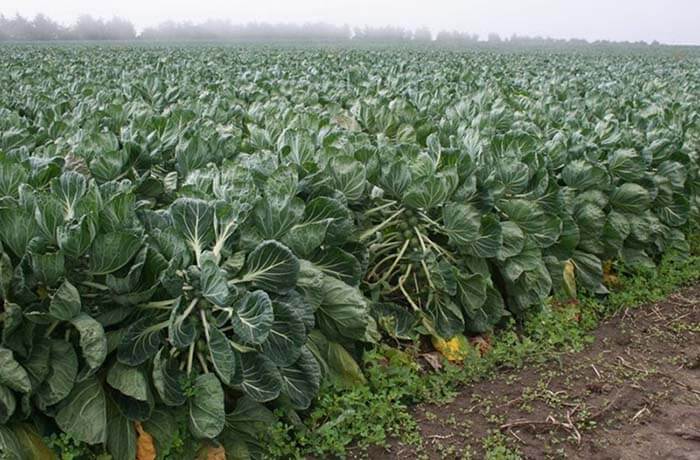 Брюссельская капуста (Brassica oleraeca var. gemmifera) 