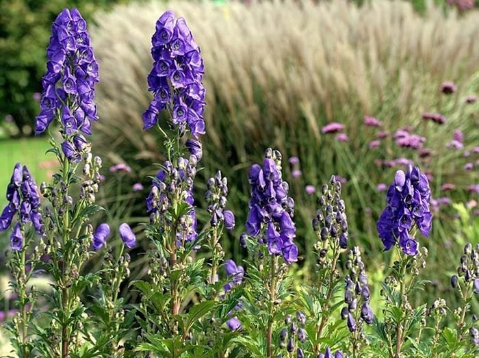 Аконит (Aconitum), или борец, шлемник 