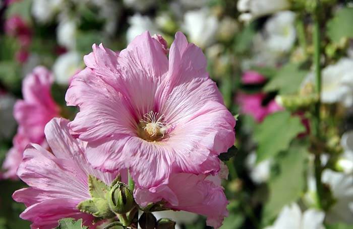 Алтей (Althaea), или мальва, просвирник, шток-роза 