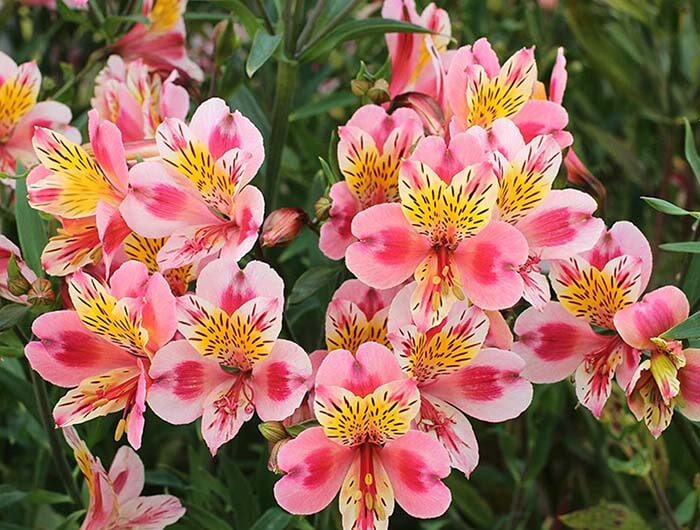 Альстремерия (Alstroemeria) 