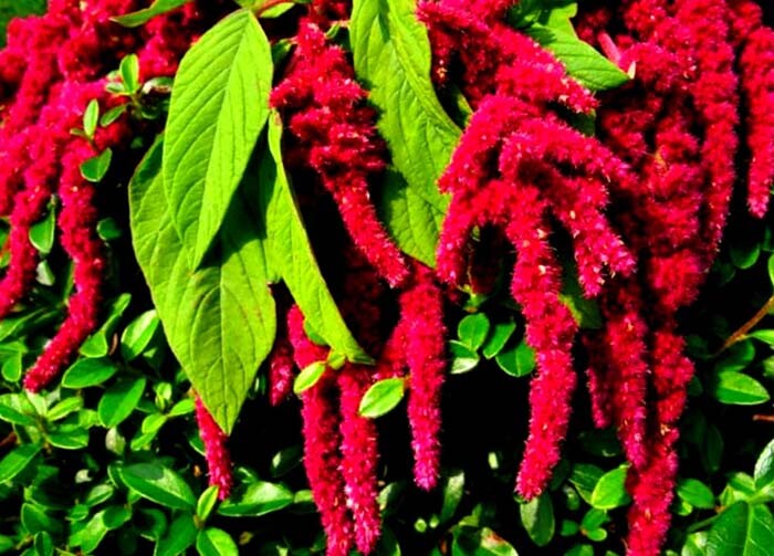 Амарант (Amaranthus), или щирица, лисий хвост 