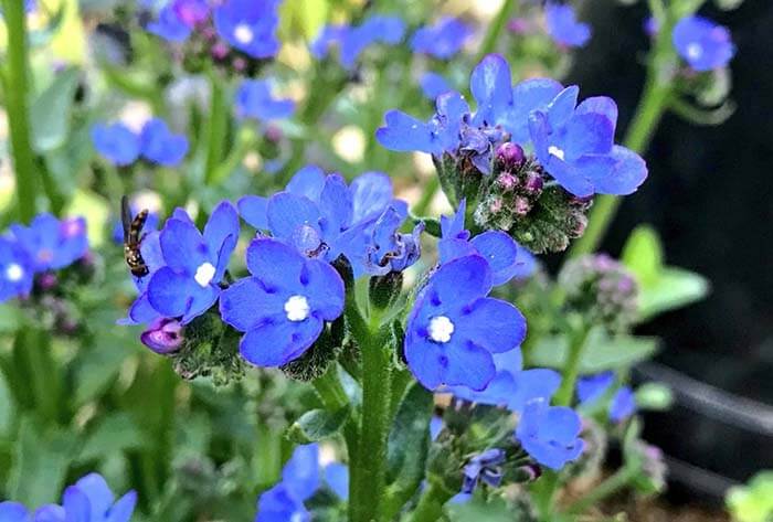 Анхуза (Anchusa) 