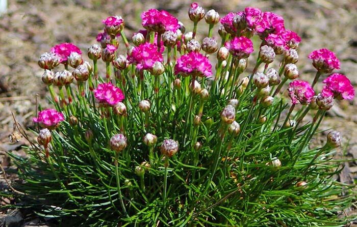 Армерия (Armeria) 