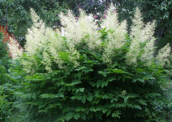 Арункус (Aruncus), или волжанка 