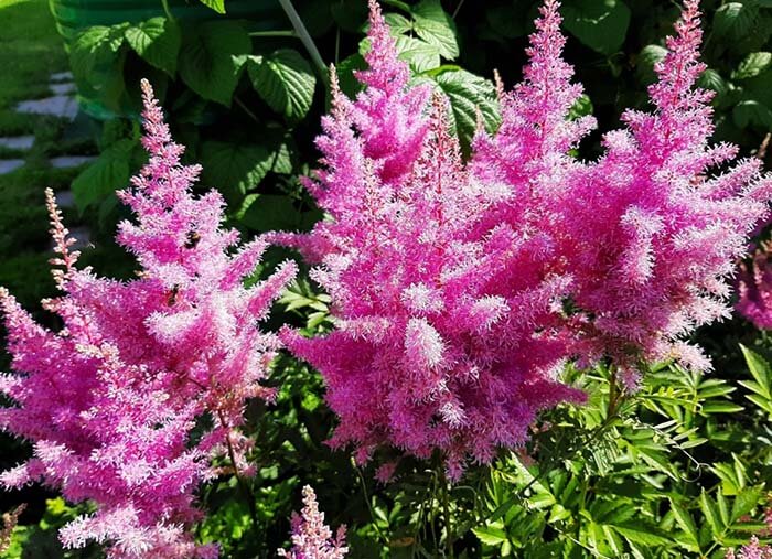 Астильба (Astilbe) 