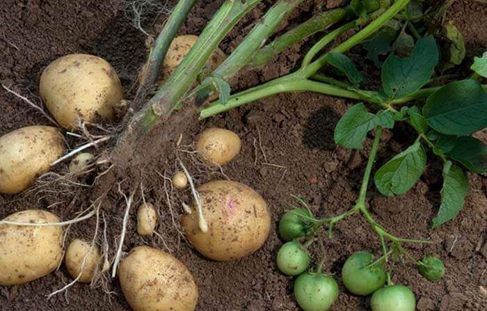 Картофель (Solanum tuberosum) 