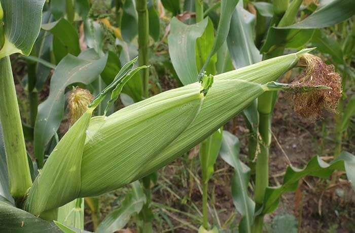 Кукуруза (Zea mays) 