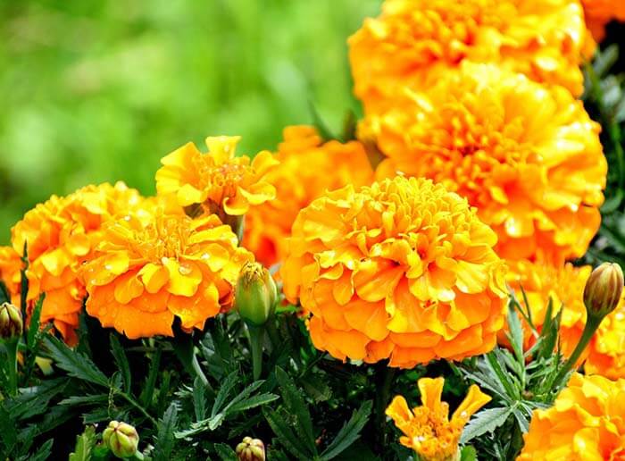 Бархатцы (Tagetes) 