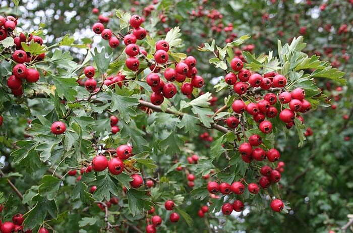 Боярышник (Crataegus) 