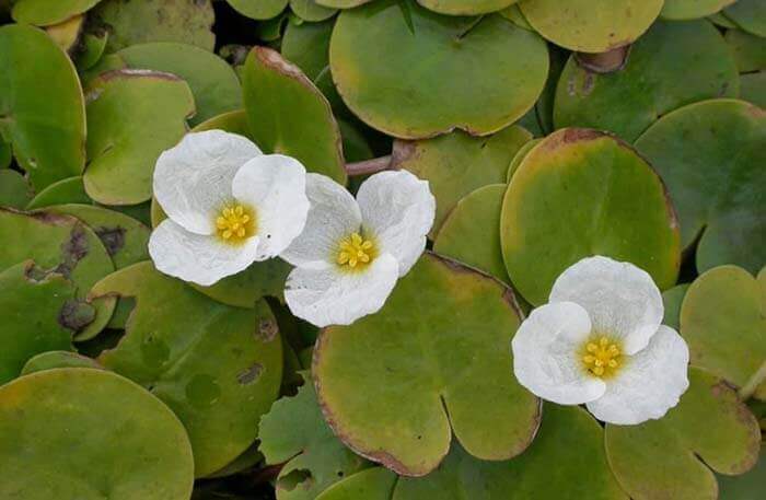 Водокрас (Hydrocharis) 