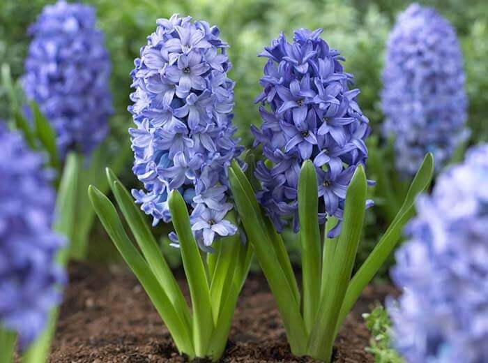 Гиацинт (Hyacinthus) 