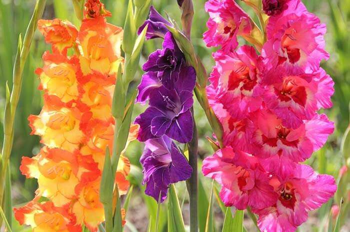 Гладиолус (Gladiolus), или шпажник 