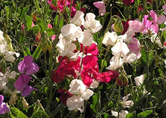 Душистый горошек (Lathyrus odoratus), или чина душистая 