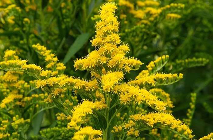 Золотарник (Solidago), или золотая розга 