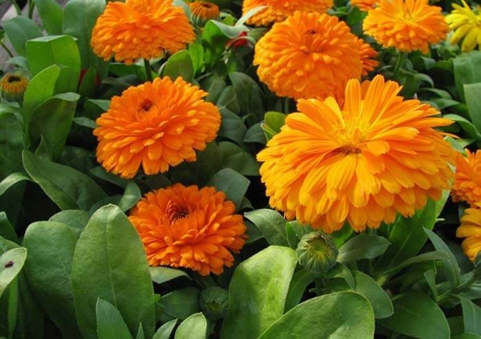 Календула (Calendula), или ноготки 