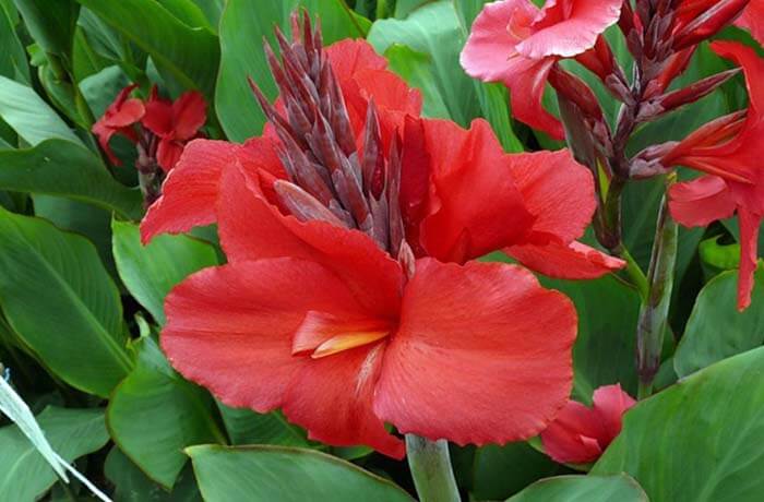 Канна (Canna) 