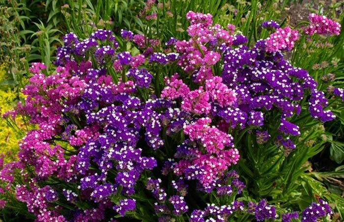 Кермек (Limonium), или статице 