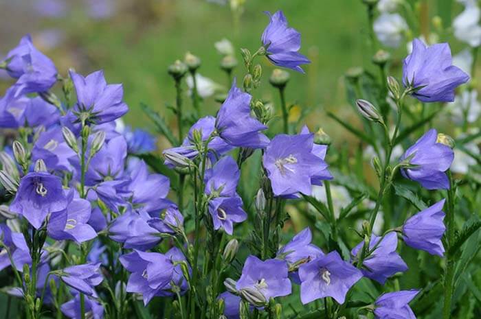 Колокольчик (Campanula) 