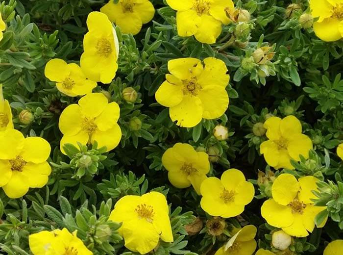 Лапчатка (Potentilla) 