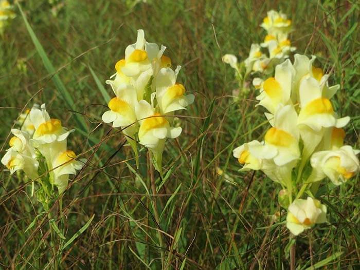 Льнянка (Linaria) 