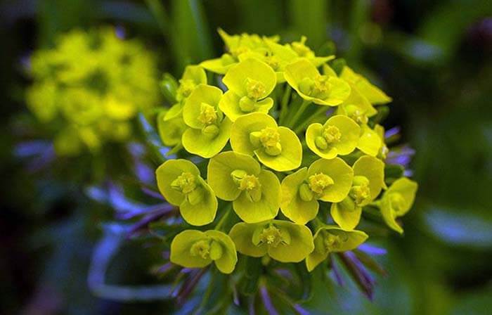 Молочай (Euphorbia) 