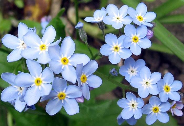 Незабудка (Myosotis) 