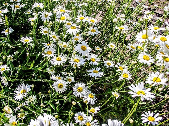 Нивяник (Leucanthemum), или поповник 