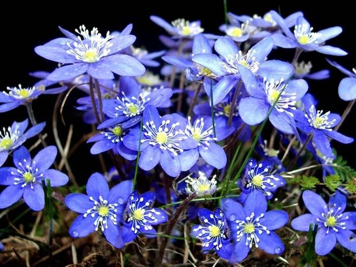 Печёночница (Hepatica), или перелеска 