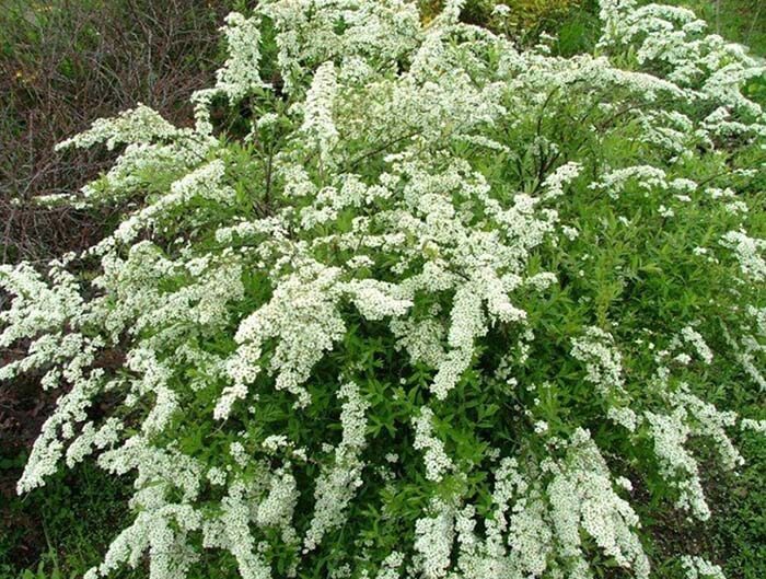 Спирея (Spiraea), или таволга 