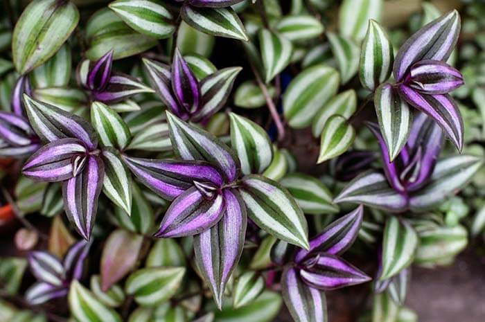 Традесканция (Tradescantia) 