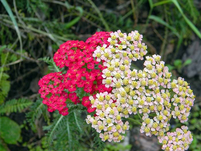 Тысячелистник (Achillea) 