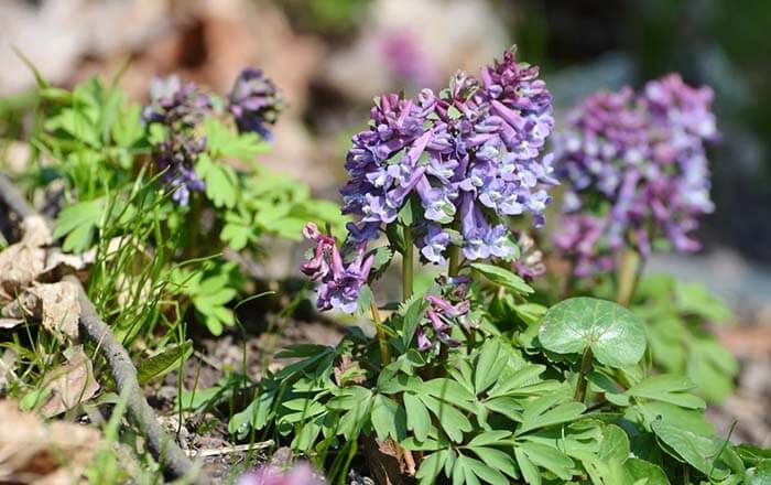 Хохлатка (Corydalis) 