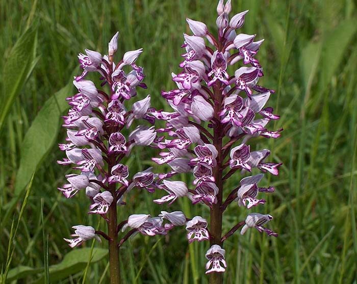 Ятрышник (Orchis) 