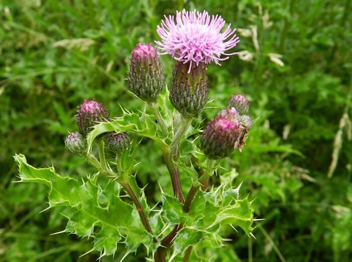 Бодяк полевой (Cirsium arvense), или осот розовый 