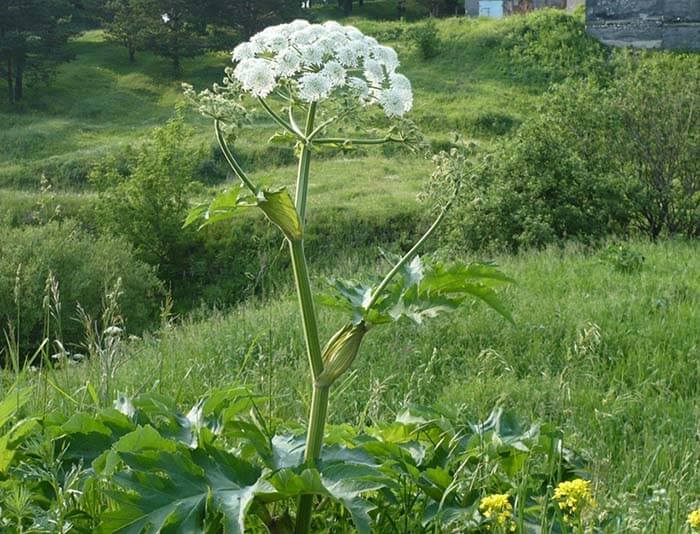 Борщевик (Heracleum) 