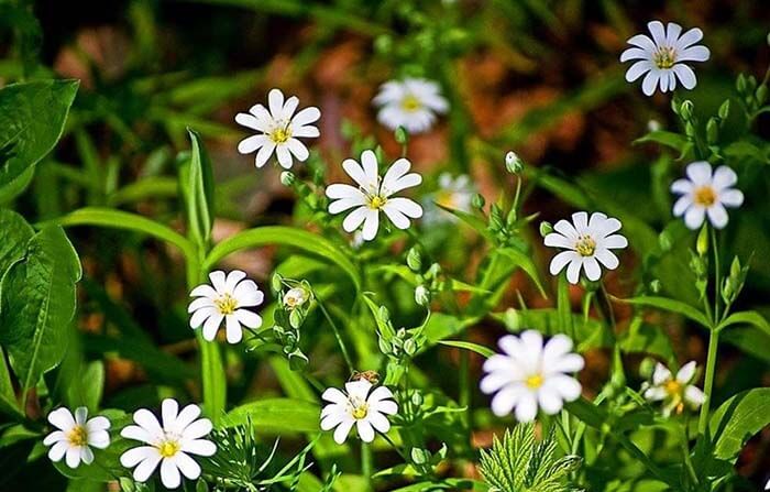 Звездчатка (Stellaria)