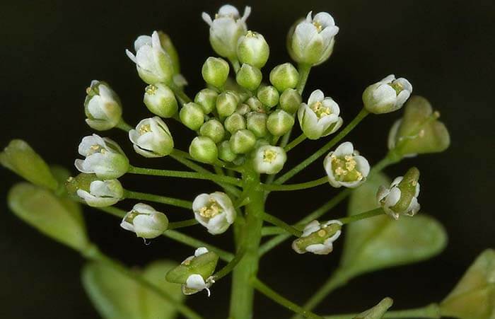 Пастушья сумка (Capsella bursa-pastoris), или сумочник