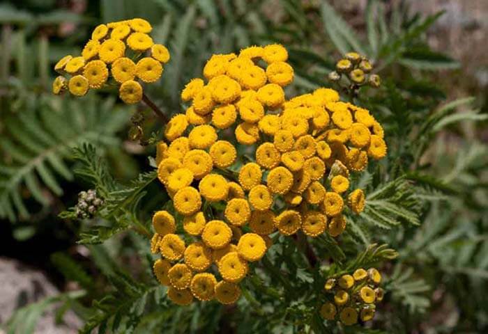 Пижма обыкновенная (Tanacetum vulgare), или дикая рябинка