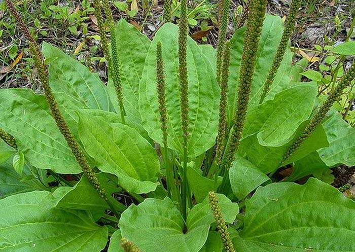 Подорожник (Plantago)