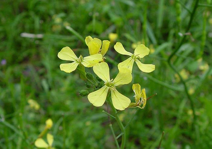 Редька дикая (Raphanus raphanistrum)