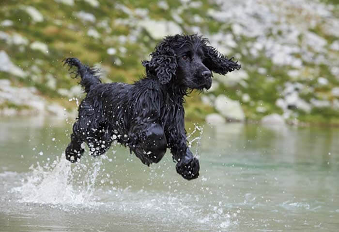 Английский водяной спаниель